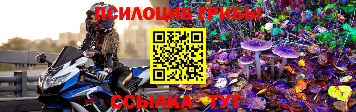 Псилоцибиновые грибы Cubensis Ковров